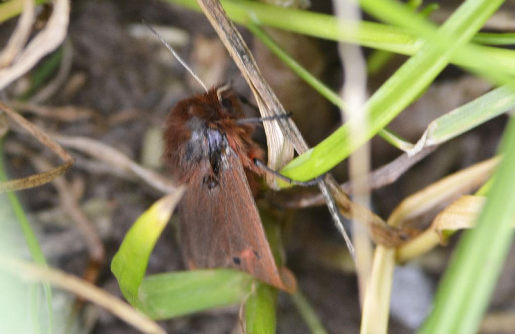 Phragmatobia fuliginosa